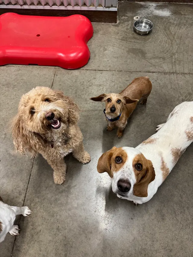 Camp Bow Wow Petroplex — photo from the business 2
