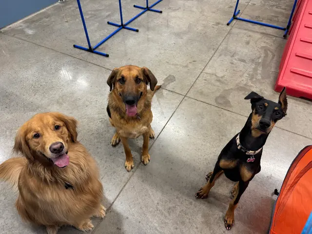 Camp Bow Wow Petroplex — photo from the business 6