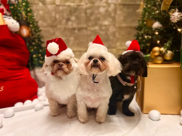 Camp Bow Wow Petroplex — photo from the business 10