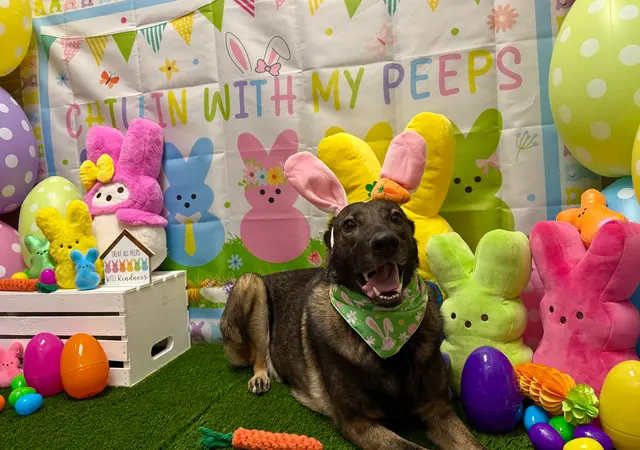 Camp Bow Wow Petroplex — customer photo 7