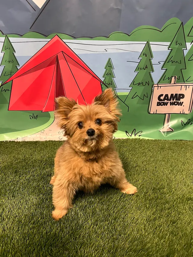 Camp Bow Wow Petroplex — photo from the business 5