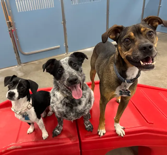 Camp Bow Wow Petroplex — photo from the business 4