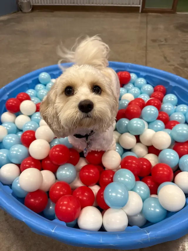 Camp Bow Wow Petroplex — photo from the business 12