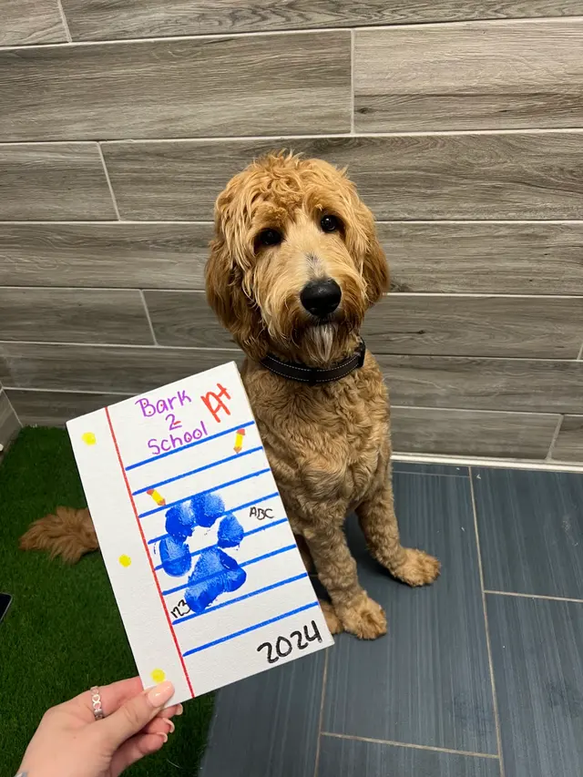 Camp Bow Wow Petroplex — photo from the business 3