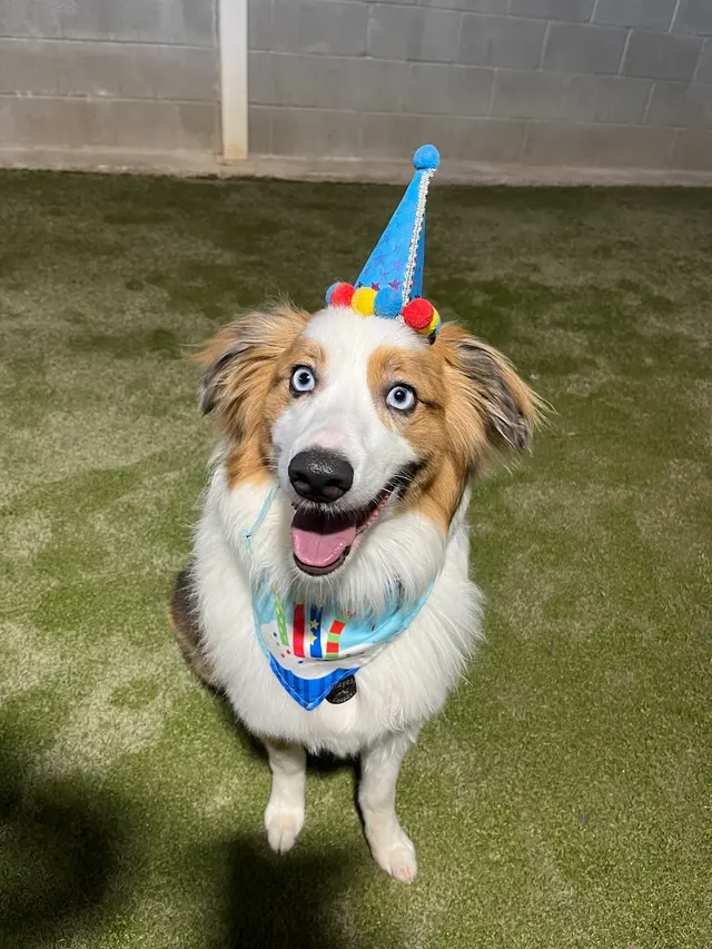 Camp Bow Wow Petroplex — photo from the business 11
