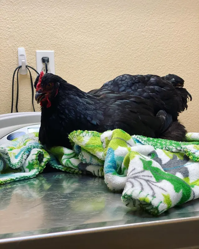 Pecan Acres Pet Care — photo from the business 6