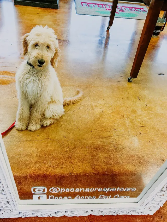 Pecan Acres Pet Care — photo from the business 11