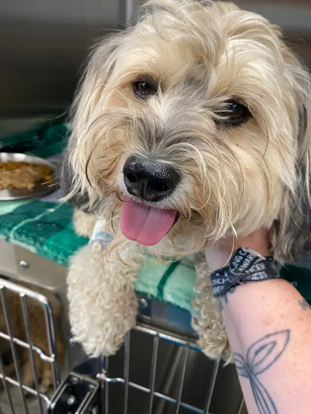 Hope Animal Hospital — customer photo 9
