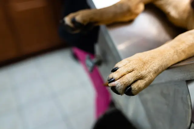 Brazos Woods Veterinary Clinic — photo from the business 10