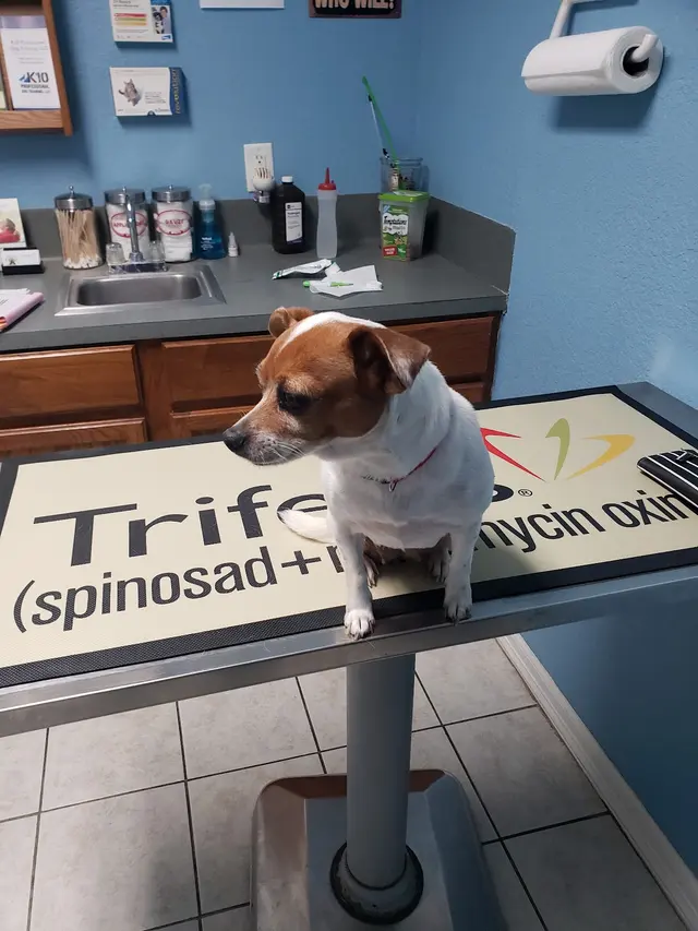 Brazos Woods Veterinary Clinic — customer photo 2