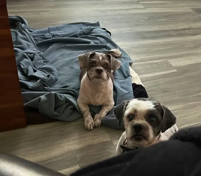 VCA Lake Jackson Animal Hospital — customer photo 4