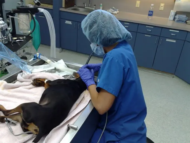 VCA Lake Jackson Animal Hospital — photo from the business 8
