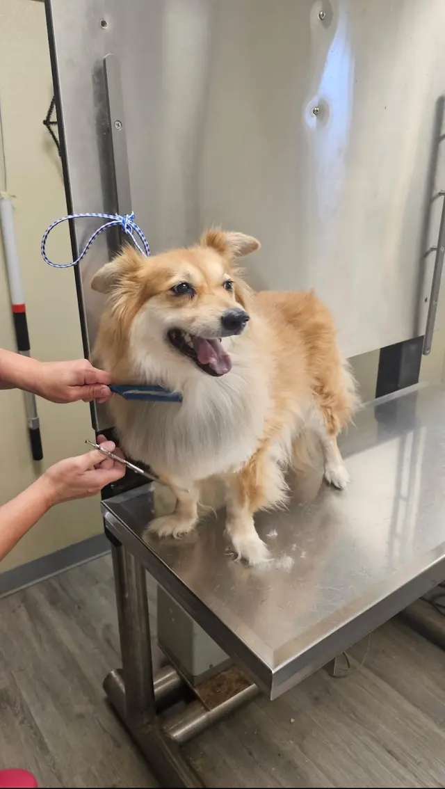VCA Lake Jackson Animal Hospital — photo from the business 3
