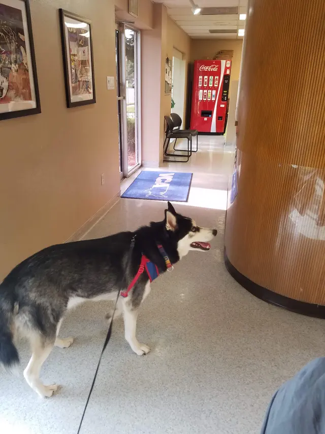 VCA Lake Jackson Animal Hospital — customer photo 5