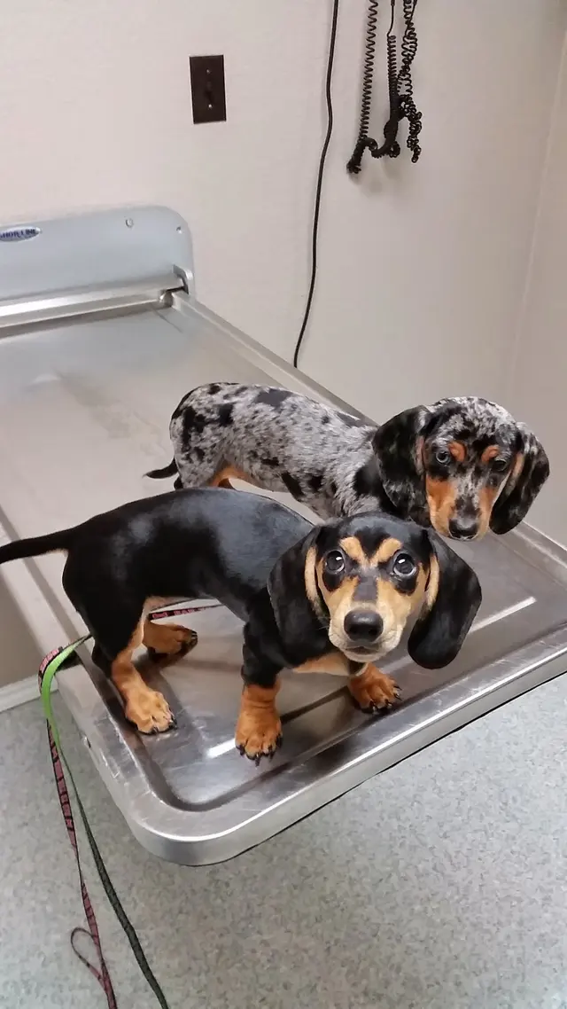 VCA Lake Jackson Animal Hospital — customer photo 11