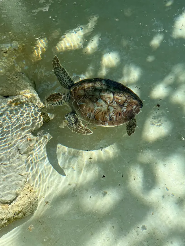 Customer photo of work by Vacations In Paradise, from Jennifer Grimaldo's review