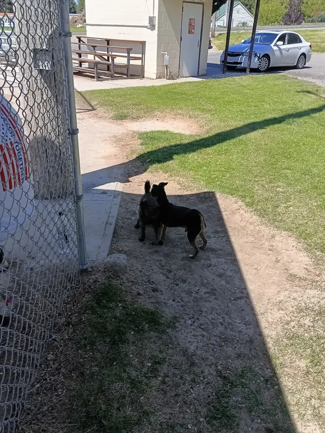 Tautphaus Park Elk Softball Field — customer photo 6