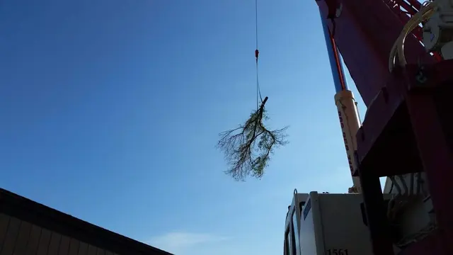 Lee's Trees and Irrigation — photo from the business 12
