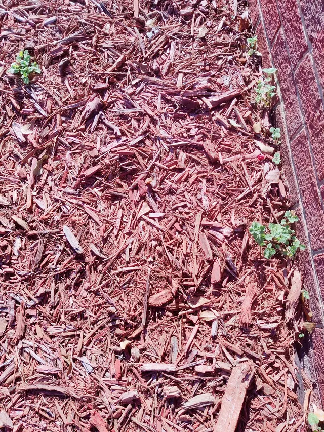 Coastal Pest Control LLC — customer photo 7
