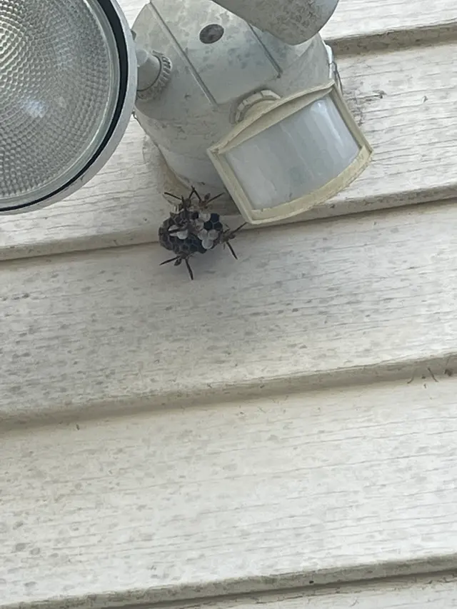 Bust-A-Bug Pest Solutions — photo from the business 12
