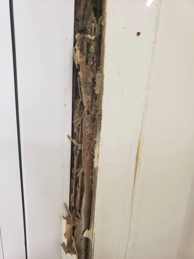 National Exterminating Company Inc — customer photo 2