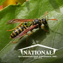 National Exterminating Company Inc — photo from the business 10