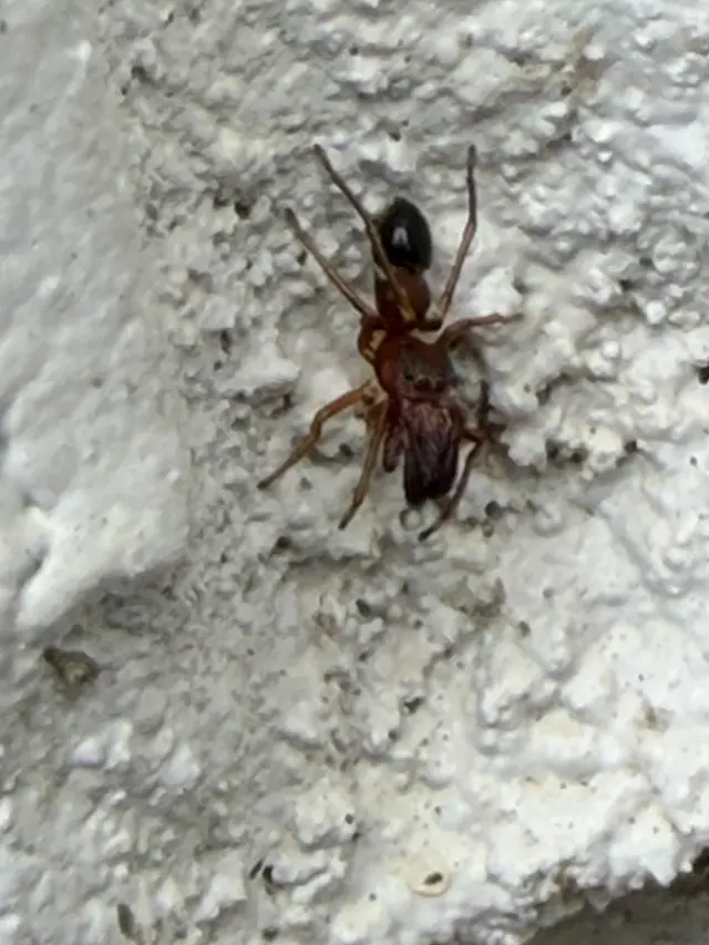 Blue Line Pest Police - Midlothian — photo from the business 9