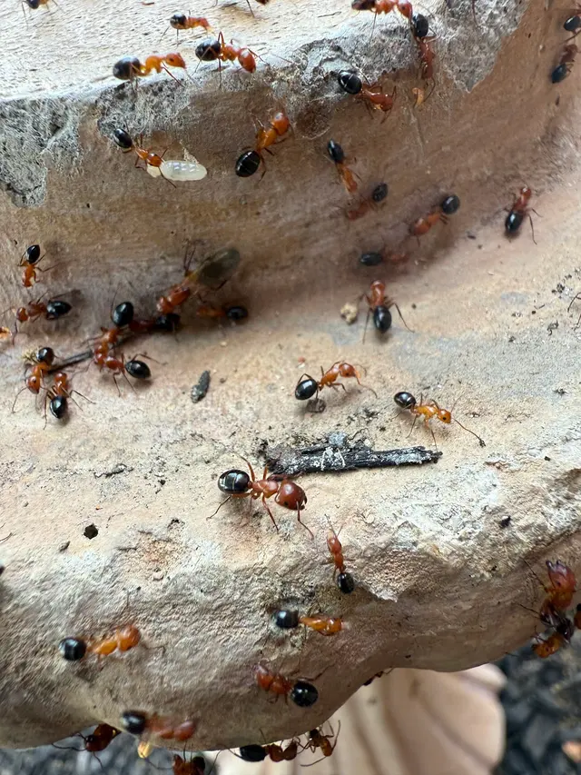 Blue Line Pest Police - Midlothian — photo from the business 1