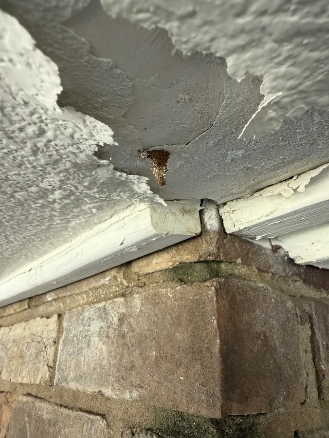 Blue Line Pest Police - Midlothian — photo from the business 5