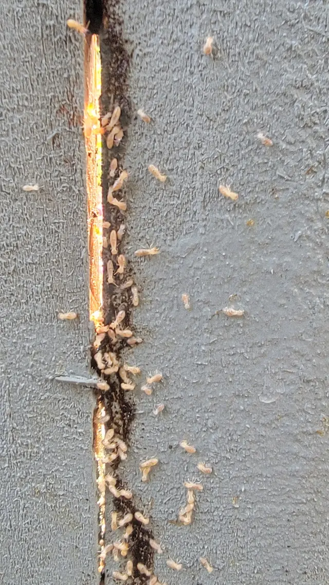 Brady Pest Control — photo from the business 10