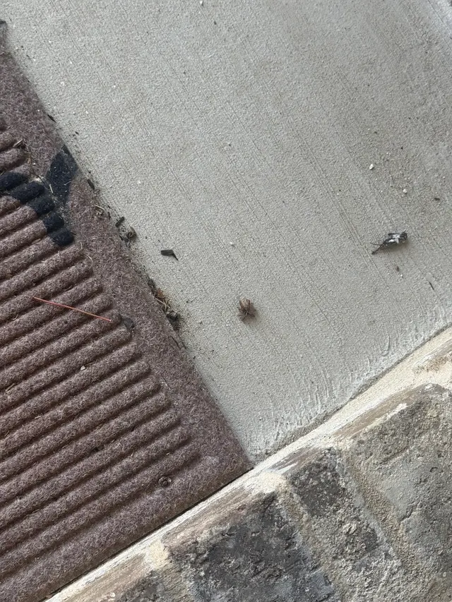 Customer photo of work by Brady Pest Control, from Brantley Smith's review