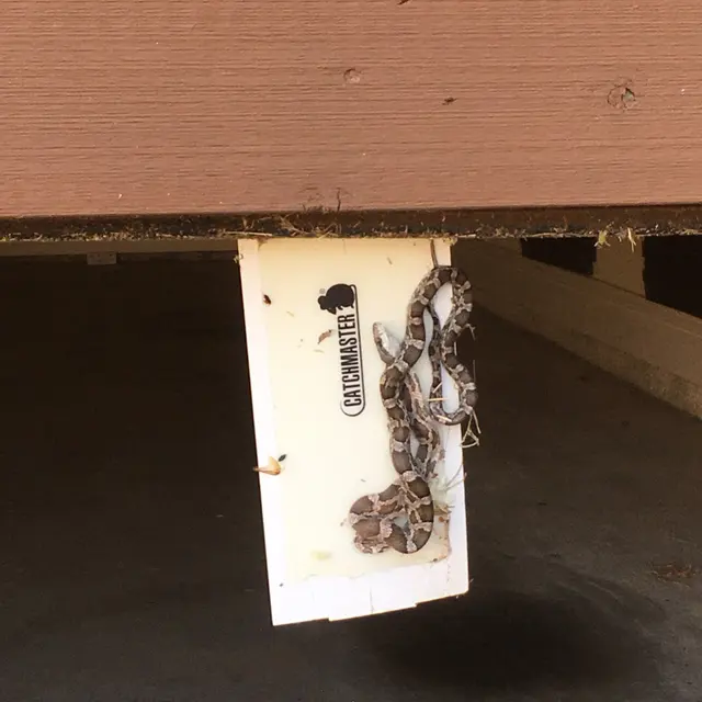 Brady Pest Control — photo from the business 11