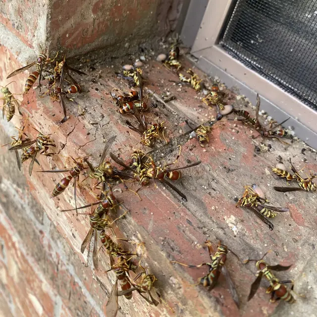 Brady Pest Control — photo from the business 9