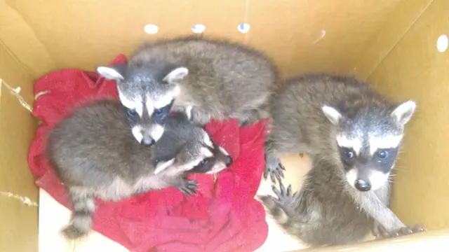 Apex Wildlife Solutions — photo from the business 8