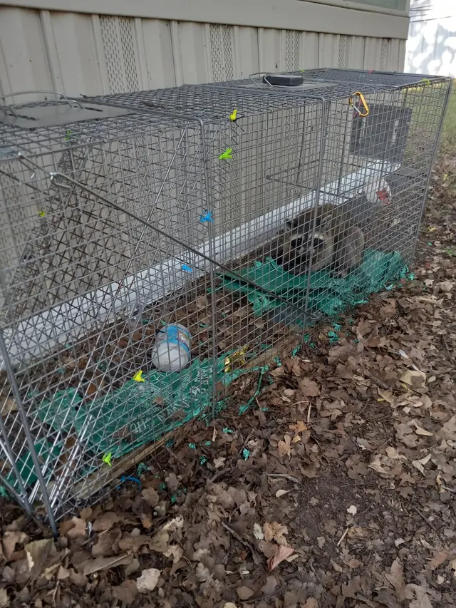 Apex Wildlife Solutions — customer photo 3