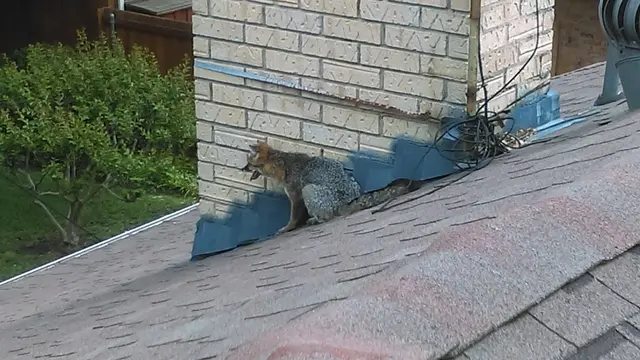 Apex Wildlife Solutions — photo from the business 9
