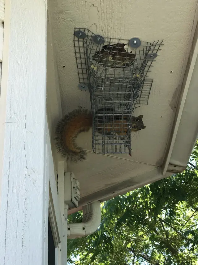 Apex Wildlife Solutions — photo from the business 7