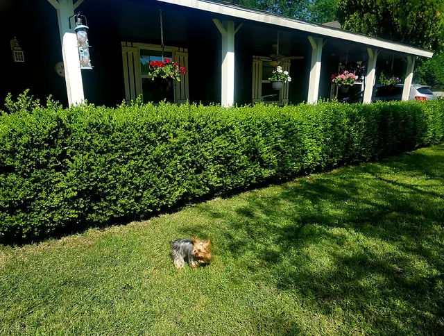 Alpha and Omega Pest Control — customer photo 9