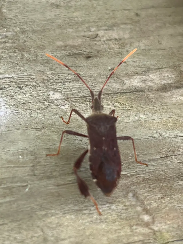 Alamo Termite & Pest Control — customer photo 10