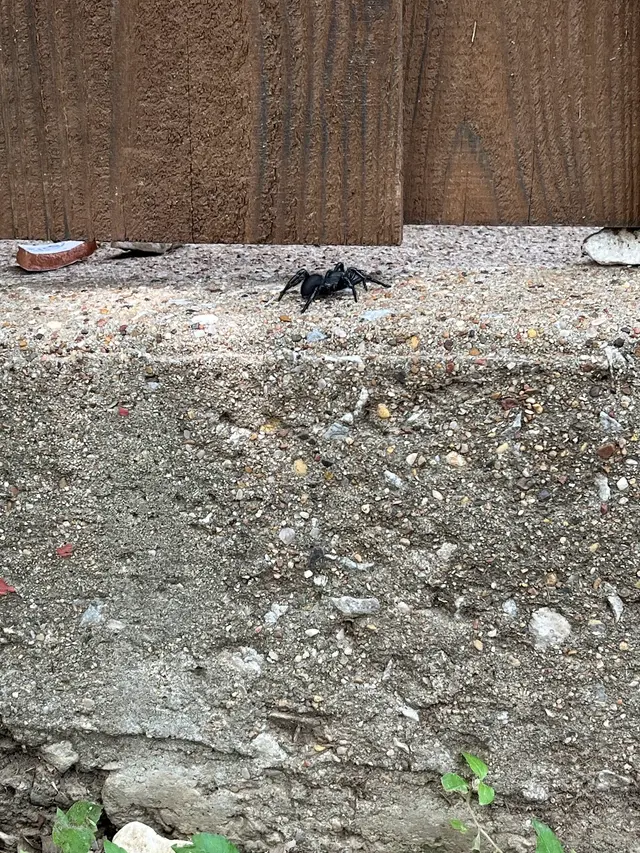 Alamo Termite & Pest Control — customer photo 11