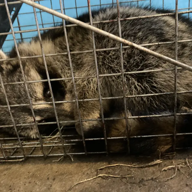 Dallas Fort Worth Wildlife Control — photo from the business 2