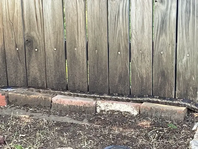 Dallas Fort Worth Wildlife Control — photo from the business 7