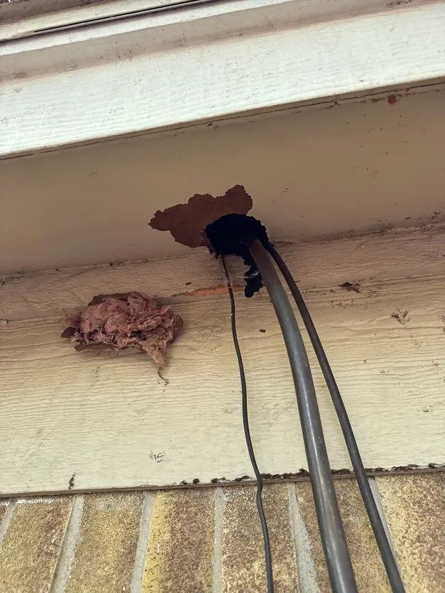 Dallas Fort Worth Wildlife Control — photo from the business 5