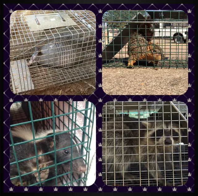 Dallas Fort Worth Wildlife Control — photo from the business 3