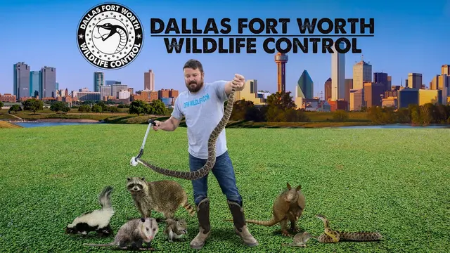 Dallas Fort Worth Wildlife Control — photo from the business 1