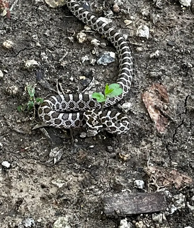 Dallas Fort Worth Wildlife Control — photo from the business 8