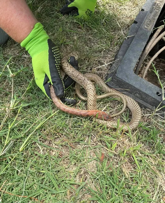Dallas Fort Worth Wildlife Control — photo from the business 12