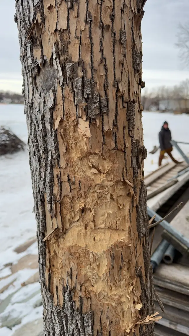 Integrity Tree Care LLC — photo from the business 7