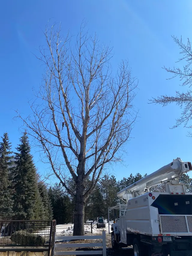 River City Tree Service LLC — photo from the business 5