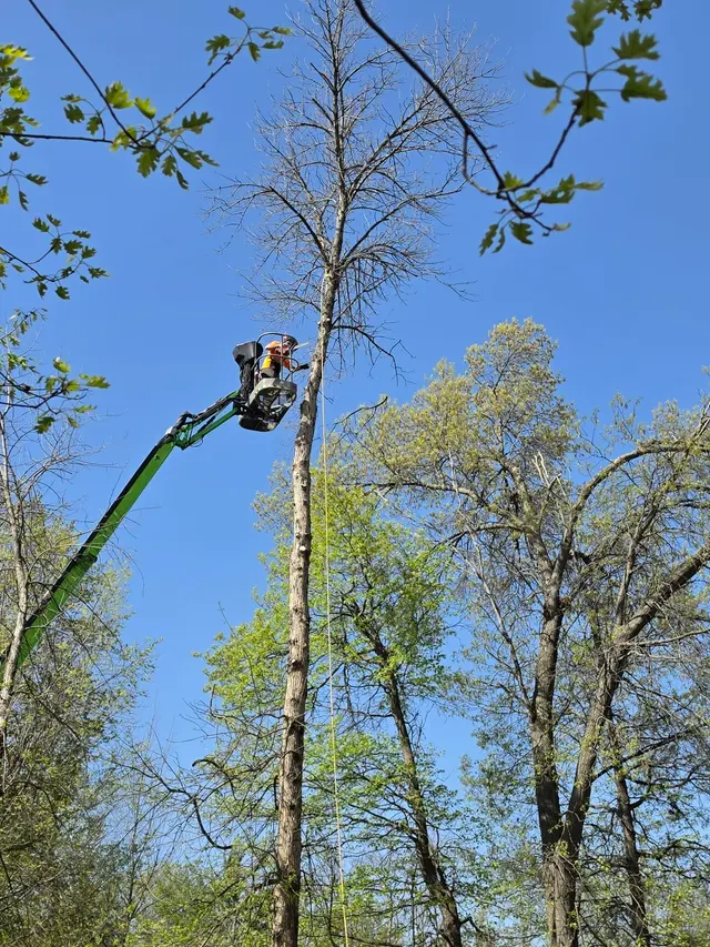 River City Tree Service LLC — customer photo 6